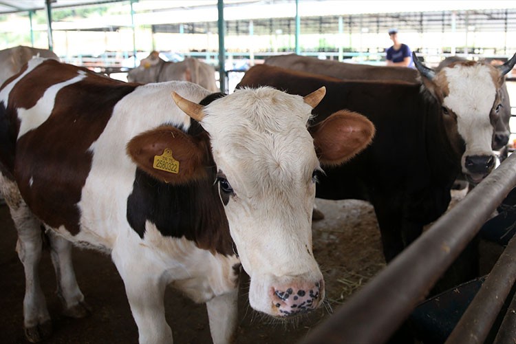 Kurbanlık seçiminde "küpe ve belge" uyarısı