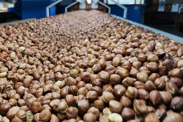 Ticaret borsalarında 603 bin tonu aşkın fındık işlem gördü