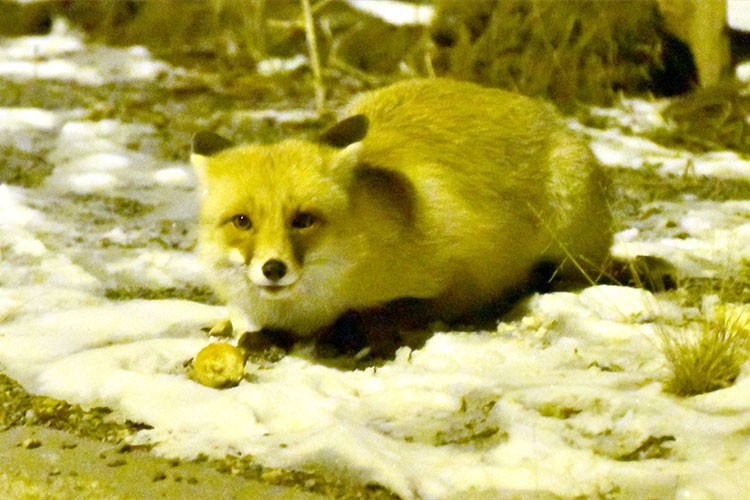 Kars'ta aç kalan tilkileri ekmekle beslediler