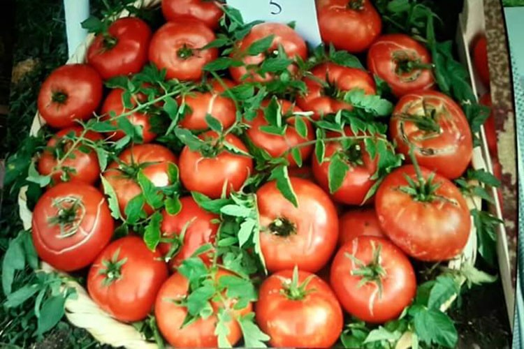 Ayaş domatesinin AB nezdinde tescilinde son aşamaya gelindi