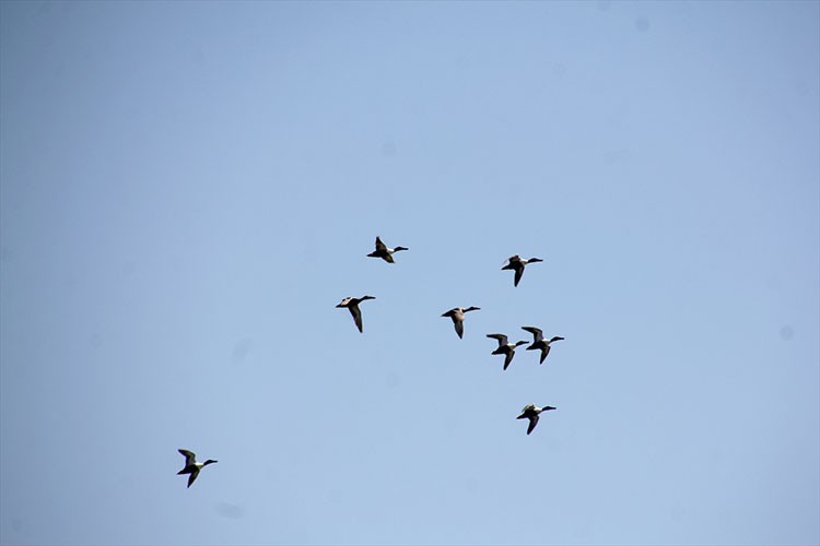 Hatay'da bahar döneminde 233 kuş türü gözlemlendi