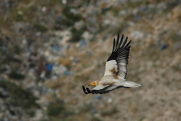 Küçük akbaba neslini koruma çalışmaları 8. yılında