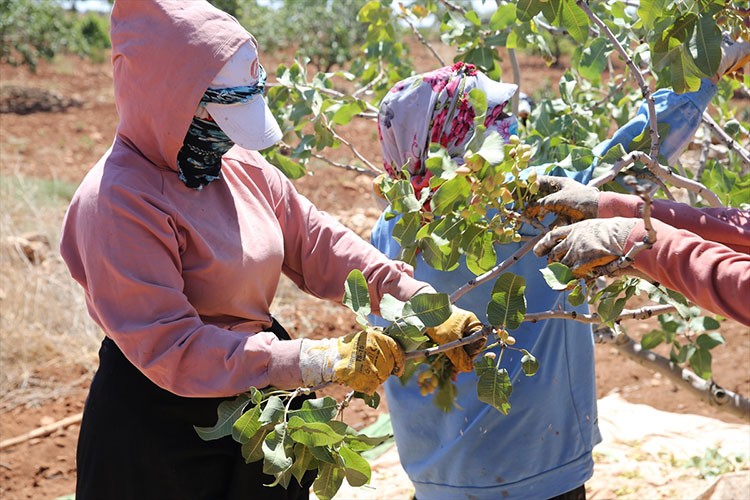 Boz Antep fıstığında fiyatlar üreticisinin yüzünü güldürüyor