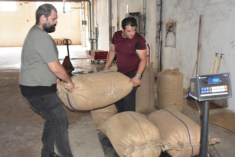 TMO, Giresun'da fındık alımlarına başladı