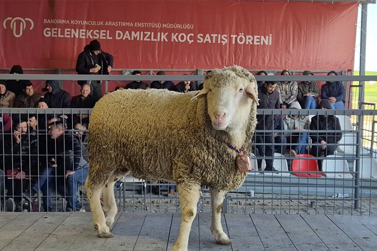 Açık artırmayla damızlık koç satışı yapıldı