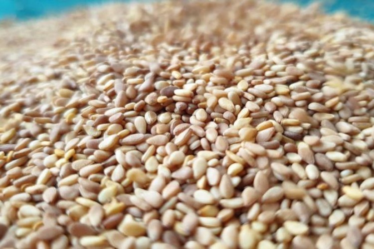 Susam ihracatında rekor artış