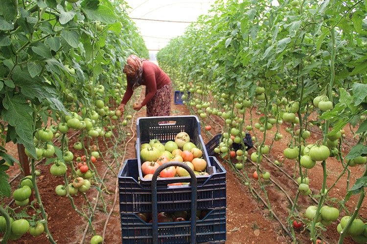 40 dereceye yaklaşan sıcaklıkta domates hasadı