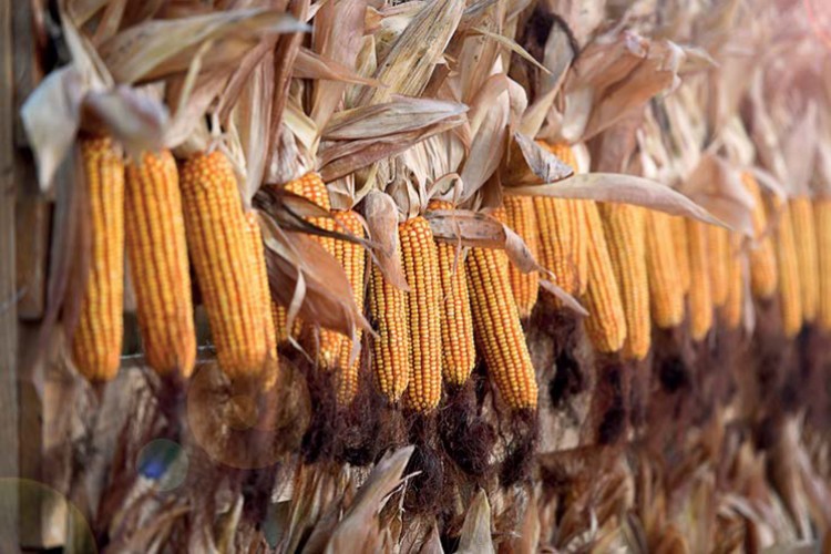 1 lira yatıran 2.78 lira kazanıyor