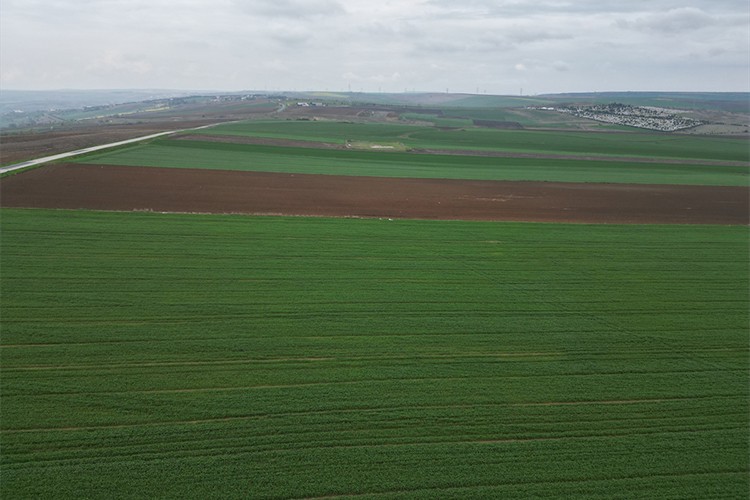 Tekirdağ'da kuraklık kanola üreticisine tarla bozdurttu