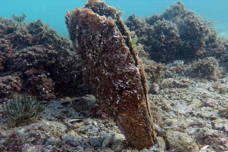 Toplu ölümlerin ardından pinalar Akdeniz ve Ege'de yeniden görüldü