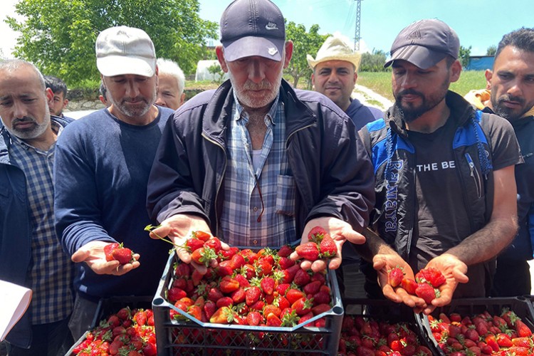 Hatay'da çilek üreticilerinden aracılara tepki