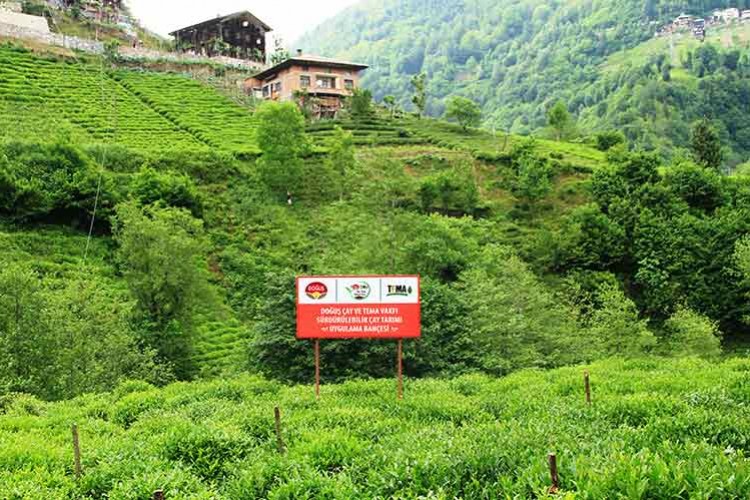 Çay Topraklarının İyileştirilmesine Destek Oluyor