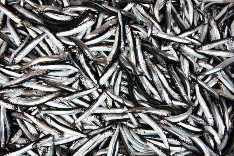 Türkiye'nin 3 aylık hamsi ihracatı 3,1 milyon doları aştı