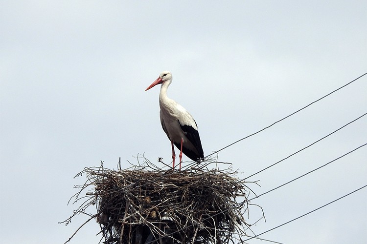 Baharın müjdecisi leylekler, Ardahan'a gelmeye başladı