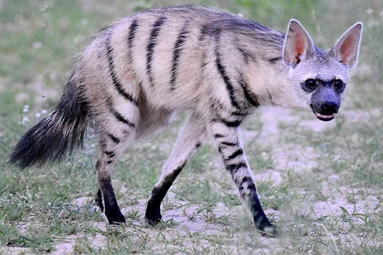 Etosha Ulusal Park'ın harikaları