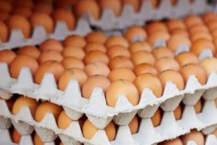Sofralık yumurta ihracatında muafiyet düzenlemesi