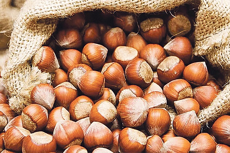 Doğu Karadeniz'in fındık ihracatı 419 milyon doları geçti