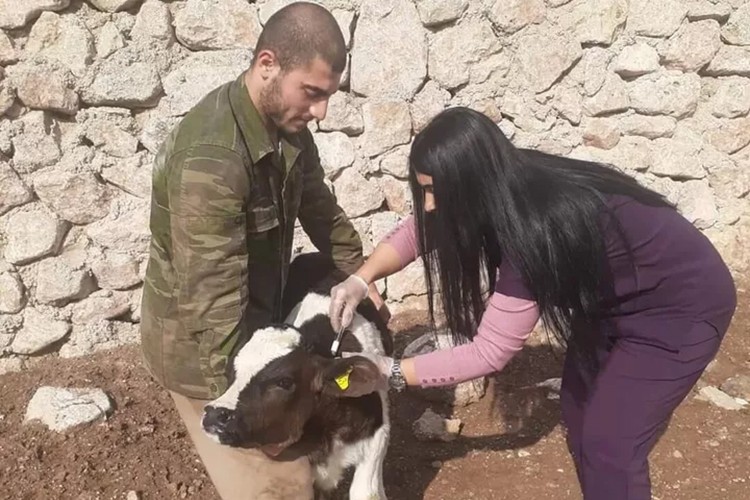 Zonguldak'ta 120 köye 'şap' karantinası