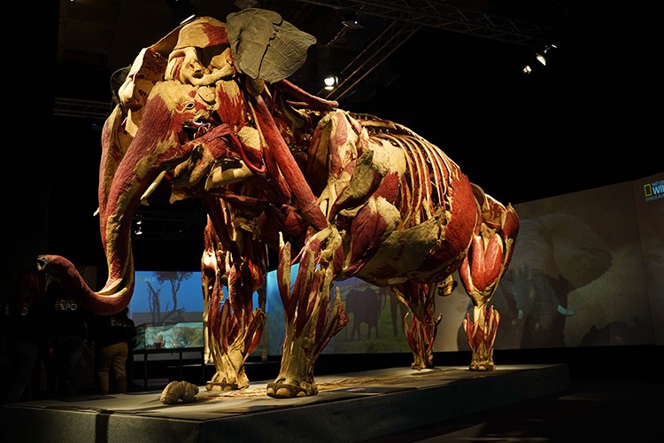 Gerçek hayvanların anatomi sergisi