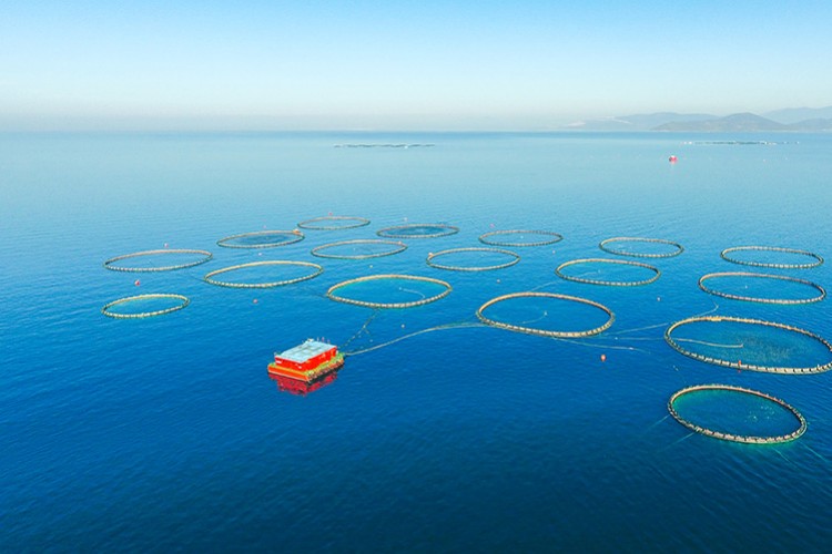 Türk somonunun yıldızı parlıyor