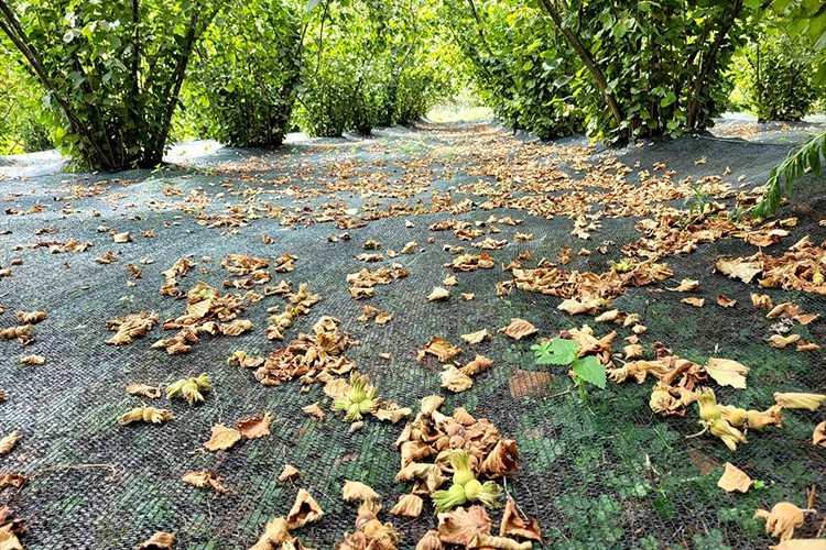 Fındık üreticileri "hasat filesi" ile maliyeti azaltıyor