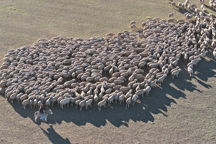 Yerli ırk koyun yetiştirerek hayvancılığa destek veriliyor