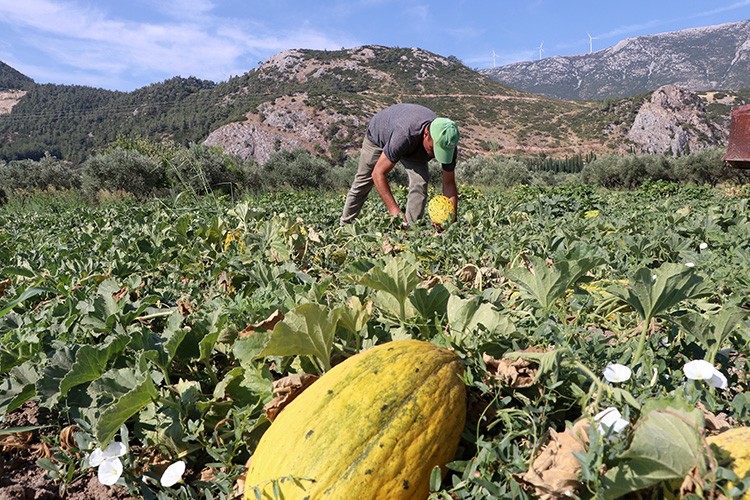 Kırkağaç kavununda hasat başladı