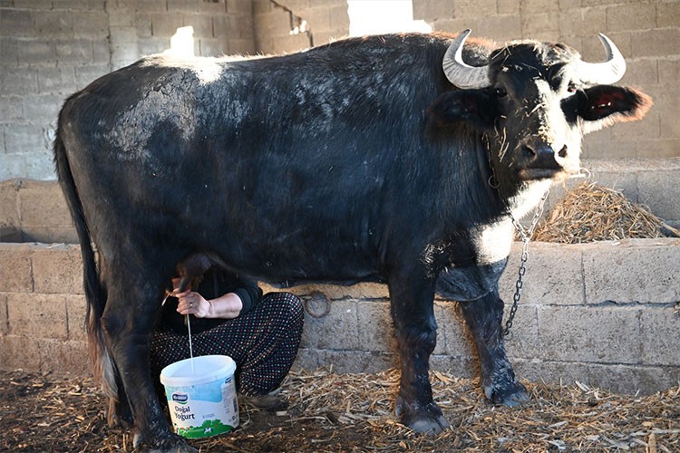 Kadınlar manda sütü kooperatifi kuruyor