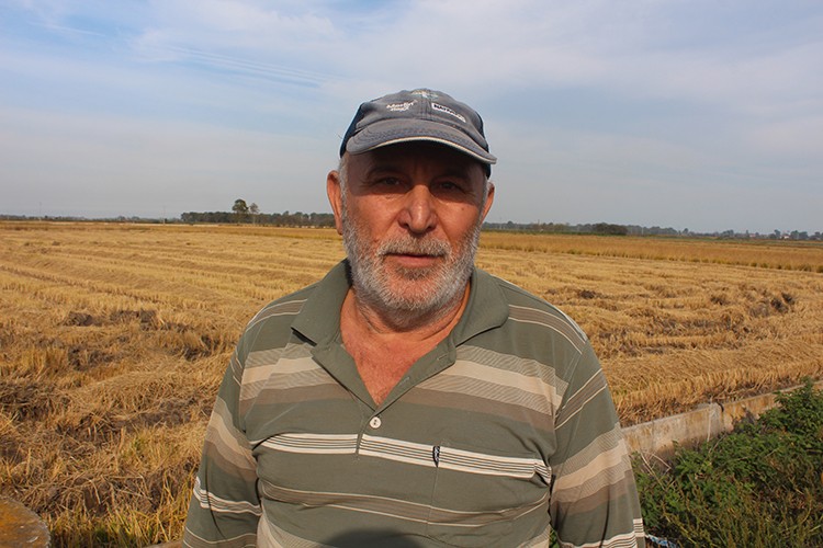 Bafra Ovası'nda çeltikte 100 bin ton rekolte bekleniyor