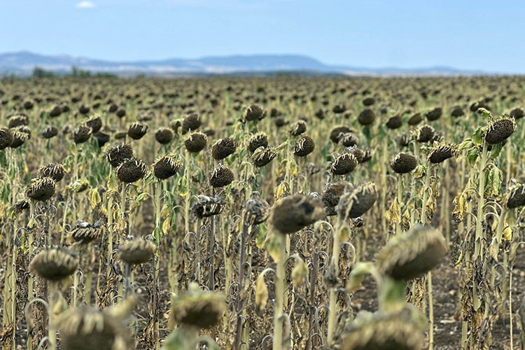 Edirne'de kuraklık ayçiçeğinde verimi düşürdü