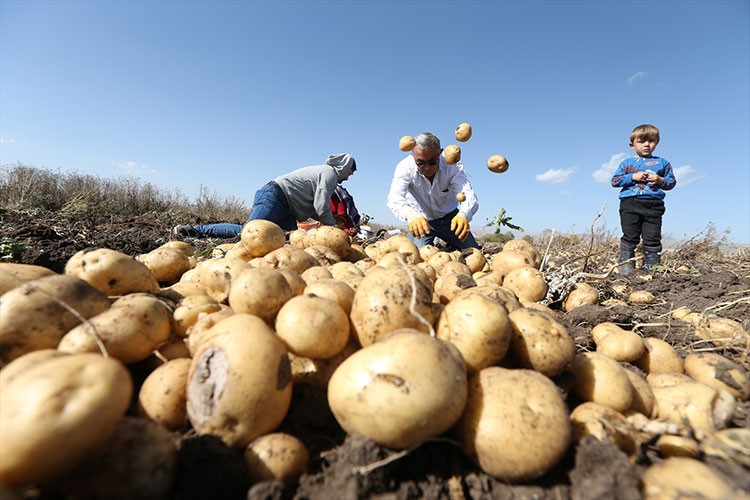 Kars'ta toprak donmadan patatesler el birliğiyle hasat ediliyor
