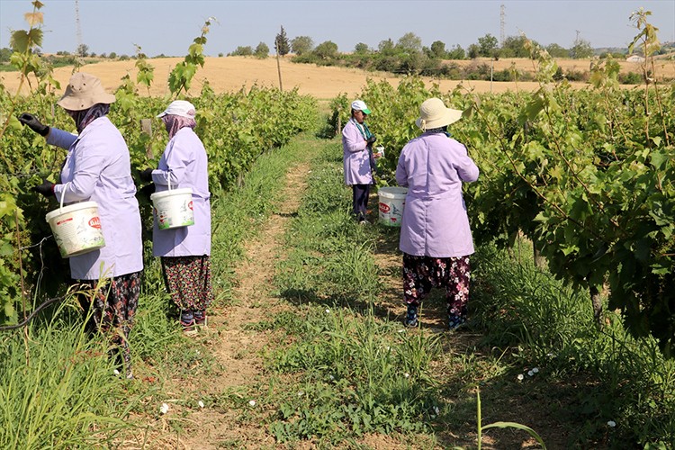 Tescilli Yapıncak asma yaprağında hasat başladı