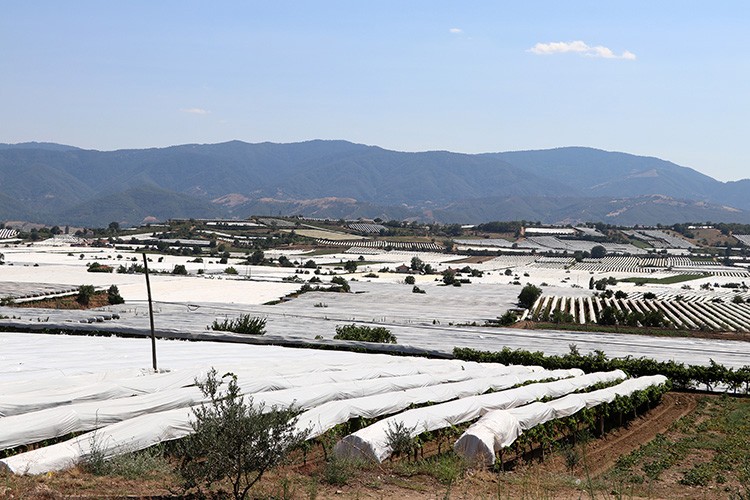 Sarıgöl Ovası "beyaz örtüye" büründü
