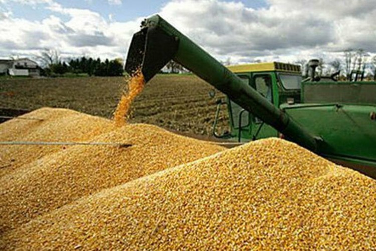 250 bin ton mısır alacak