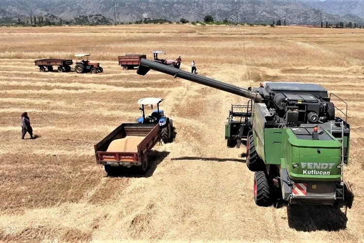 Antalya'da buğday hasadı başladı