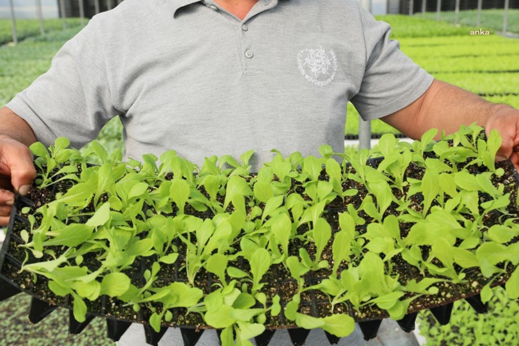 Aydın Büyükşehir Belediyesi kışlık sebze fide dağıttı