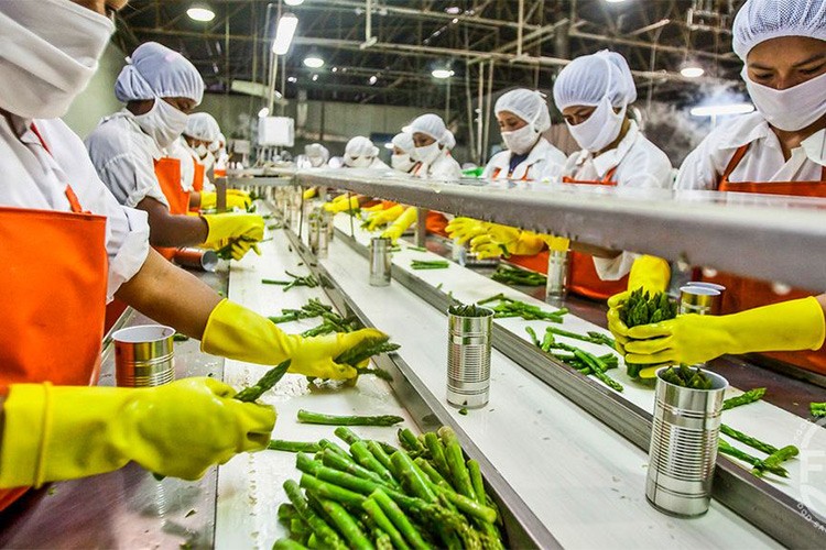 Dünya gıda üretimi 2050'ye kadar risk altında olabilir