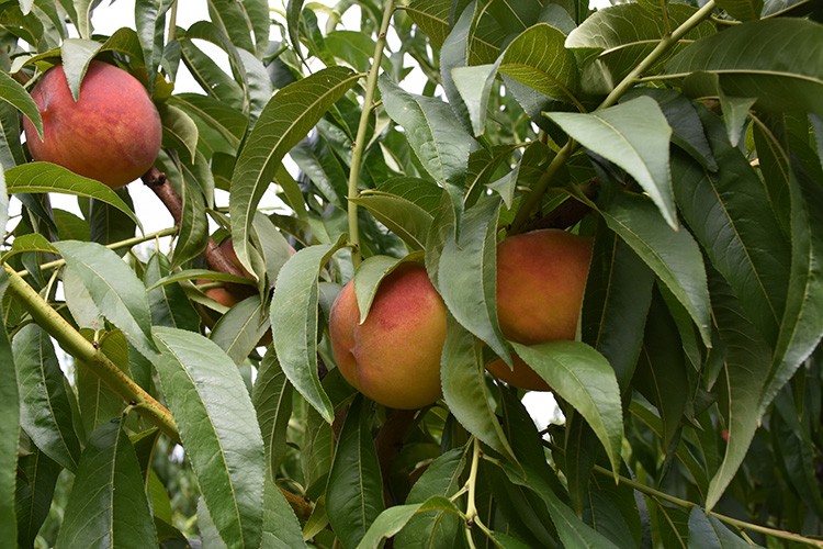 Şeftali üreticisinin yüzü gülüyor