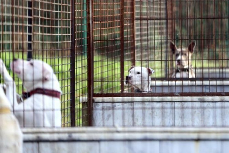 Hayvanları koruma kanunu yenileniyor