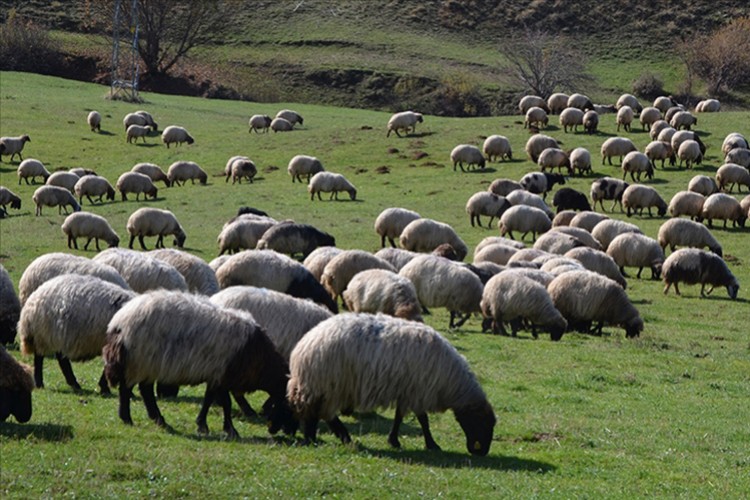 Hayvancılık destekleri artırıldı