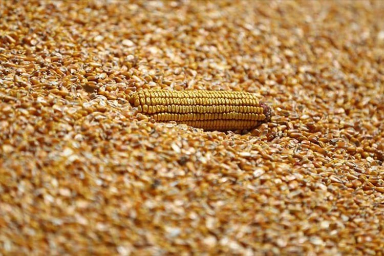 TMO mısır alımlarına ilişkin detayları belirledi