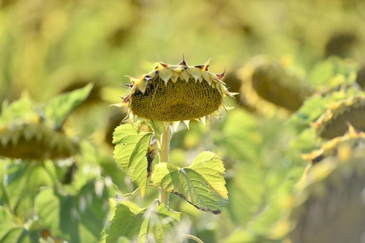 Karabük'ün yağlık ayçiçeği üretimi 900 tona yükseldi