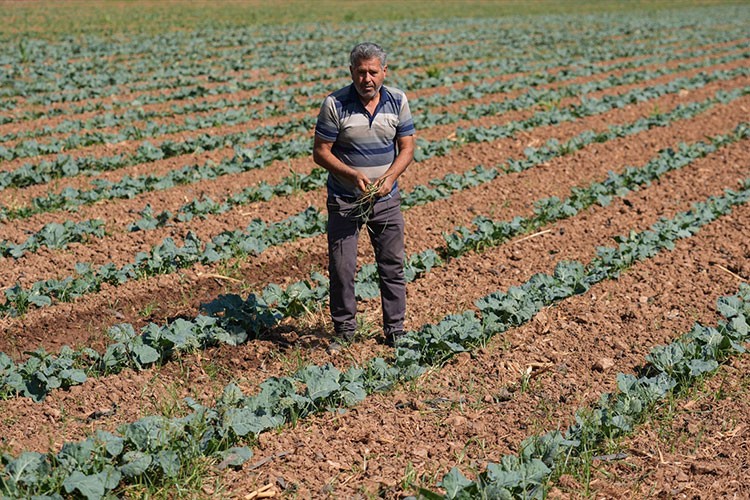 Kışlık sebze üssü İzmir, üretim gücünü yerli çeşitlerle artıracak
