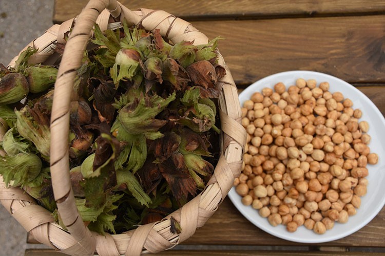 Coğrafi işaretli "Arsin Foşa fındığı"nın hasadı başladı