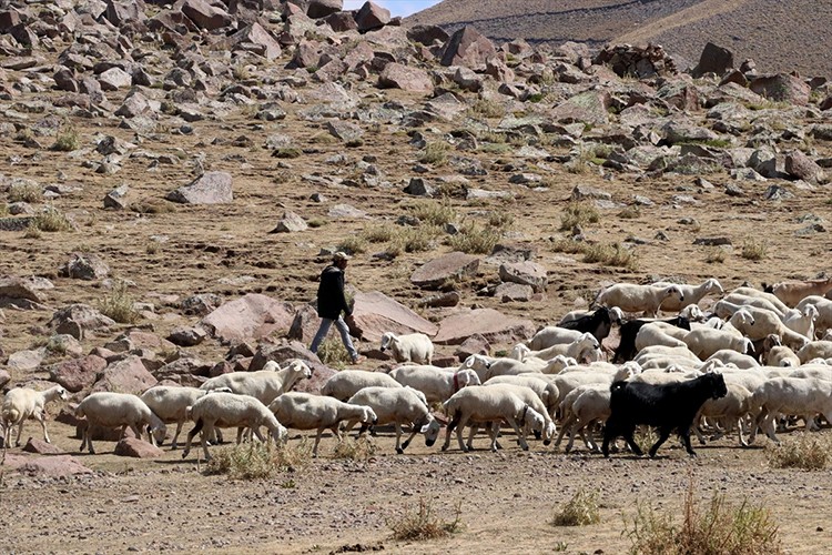 100 küçükbaşla başladığı besicilikte 1000 başlık sürüye ulaştı