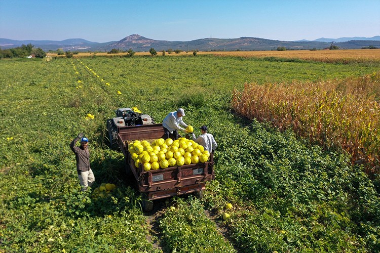 Kırkağaç kavununda hasat sürüyor