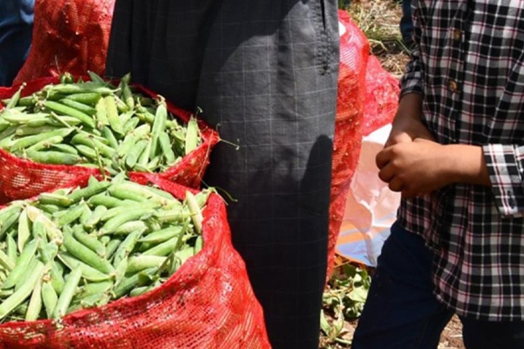 İslahiye'de 10 bin dönüm arazide bezelye hasadı sürüyor