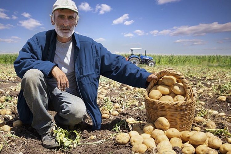 Tarım ÜFE yüzde 17.76 arttı