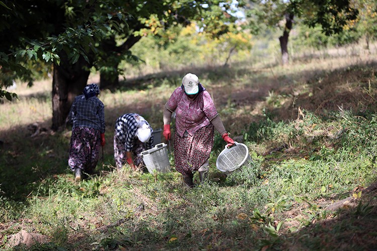 Aydın kestanesinde "tehlikeli" hasat başladı