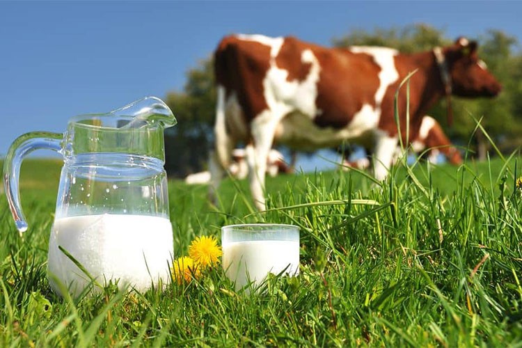 Toplanan inek sütü miktarı yüzde 12,4 arttı